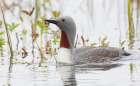Red-throated Loon Art Print